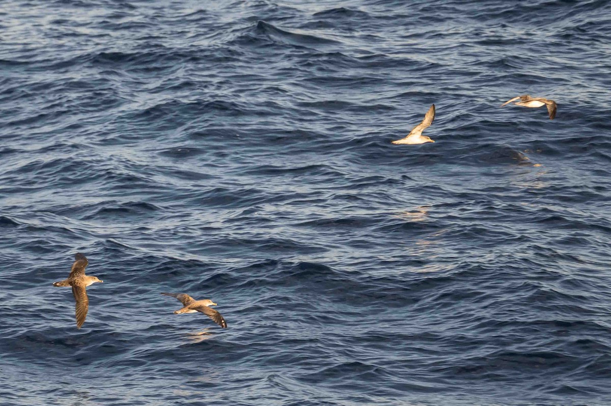 Gabai arre mediterraneoa - ML644657233