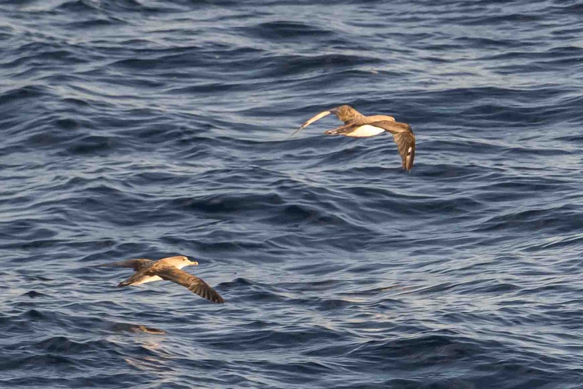 Gabai arre mediterraneoa - ML644657234