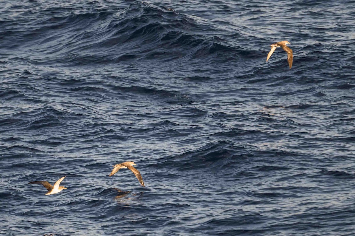 Gabai arre mediterraneoa - ML644657235