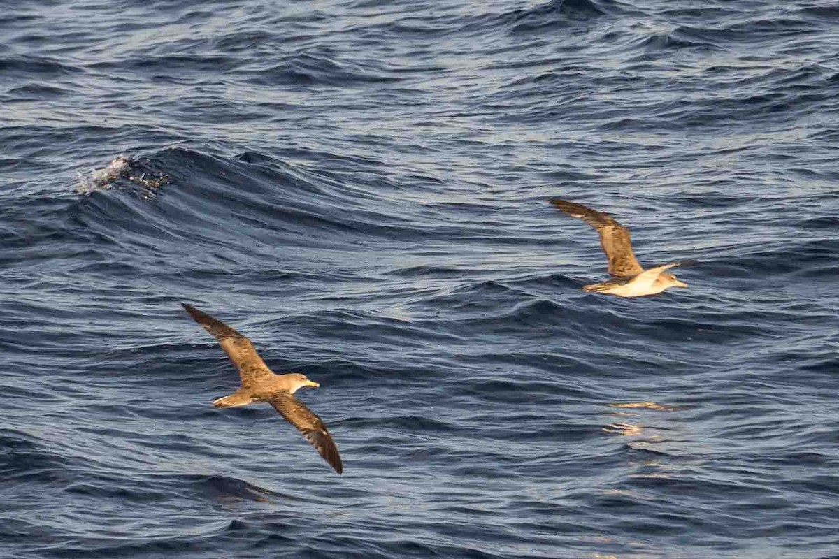 Gabai arre mediterraneoa - ML644657236