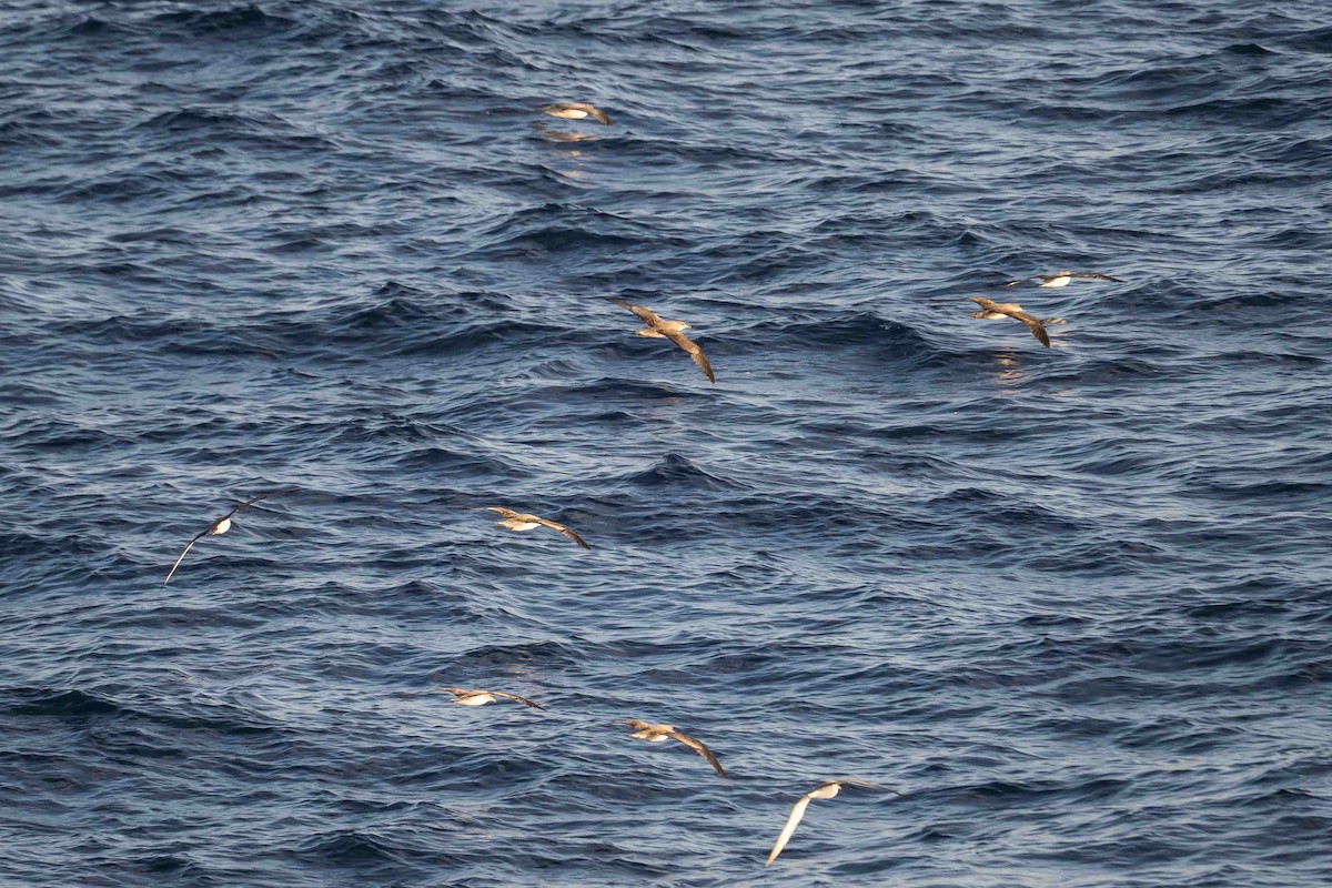 Gabai arre mediterraneoa - ML644657237