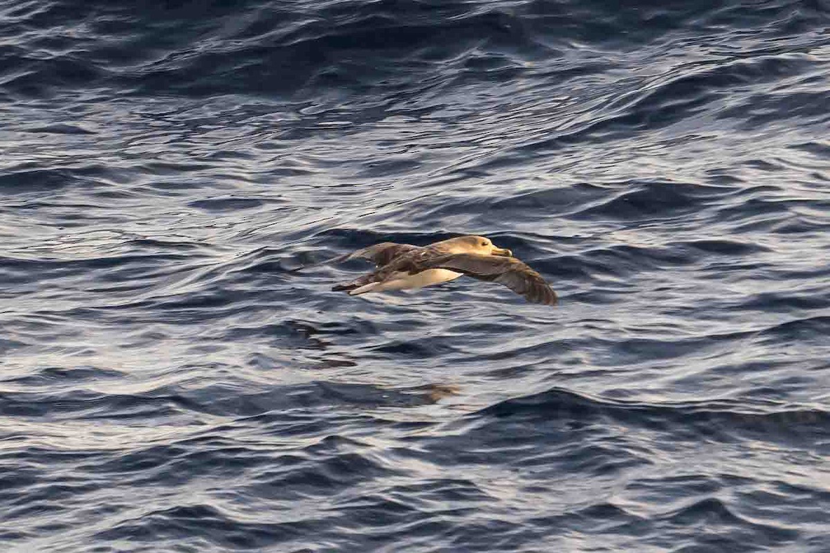 Gabai arre mediterraneoa - ML644657238