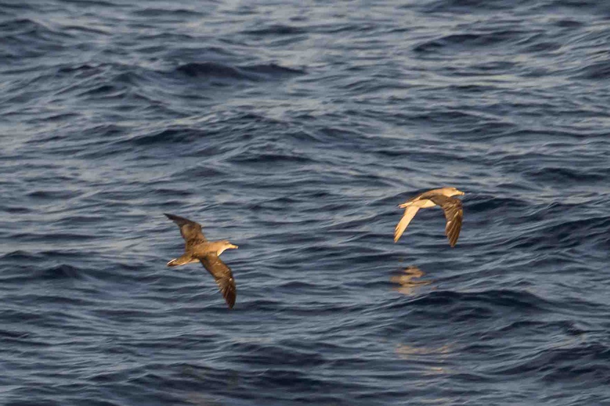 Gabai arre mediterraneoa - ML644657239