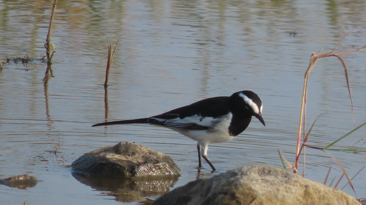 Buztanikara pinto indiarra - ML644657240