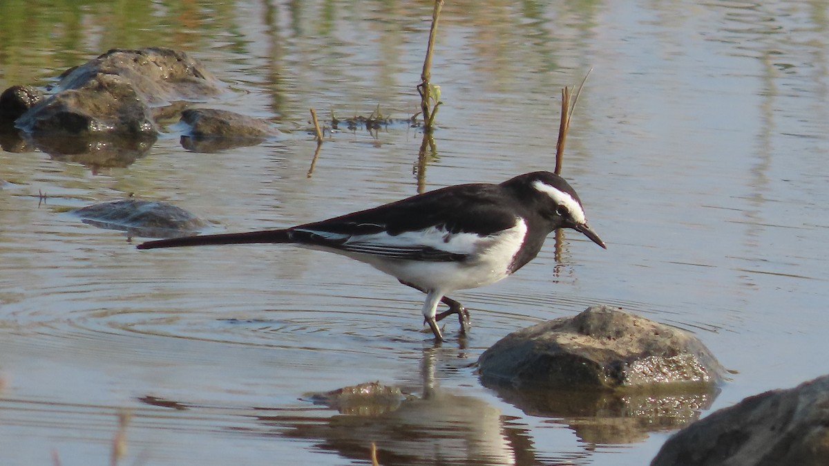 Buztanikara pinto indiarra - ML644657241