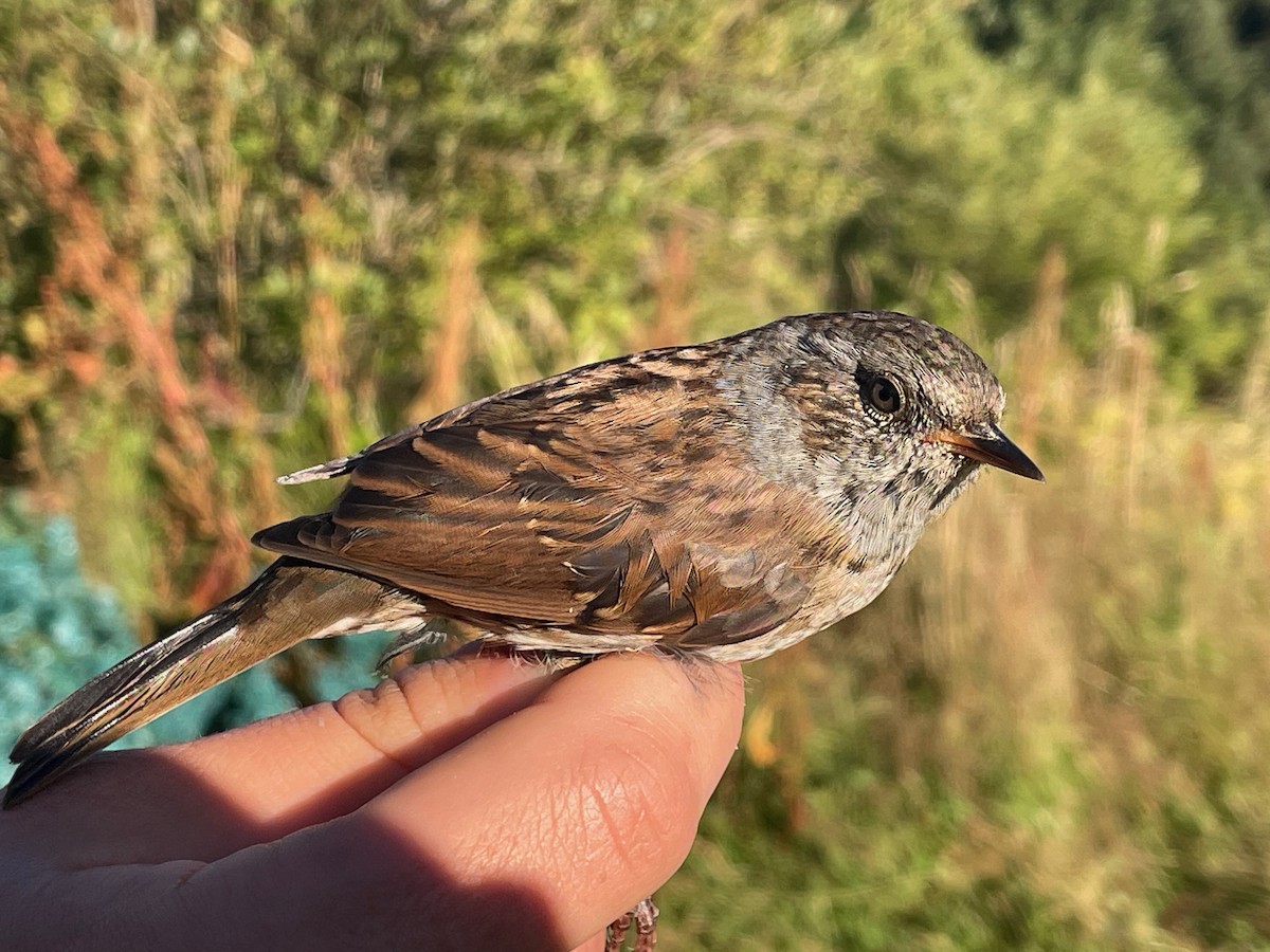 Tuntun arrunta - ML644657243