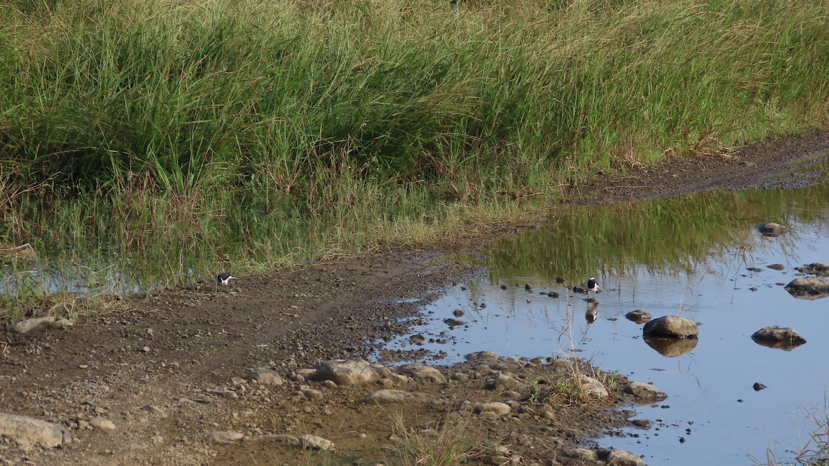 Bergeronnette indienne - ML644657244