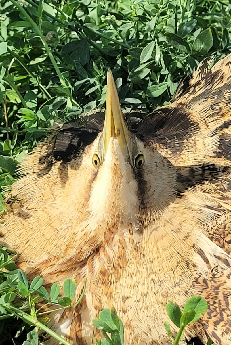 Txori zezen arrunta - ML644657245