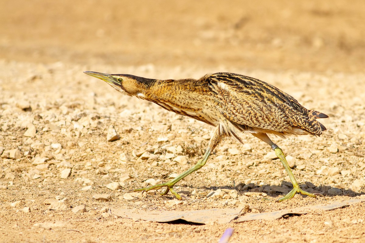 Txori zezen arrunta - ML644657246