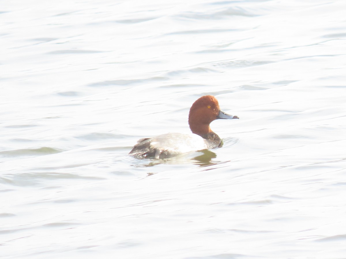 Redhead - ML644657251