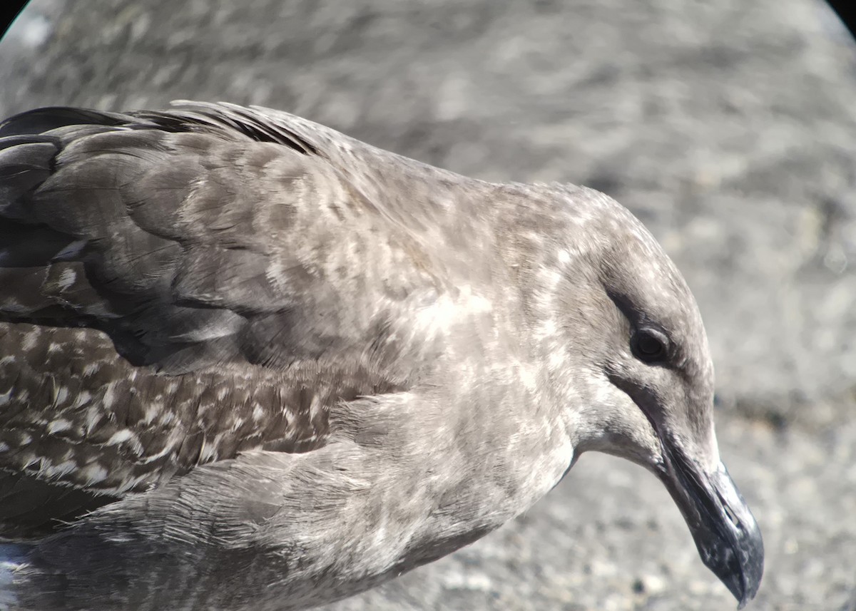 kaliforniasvartbak - ML644657253