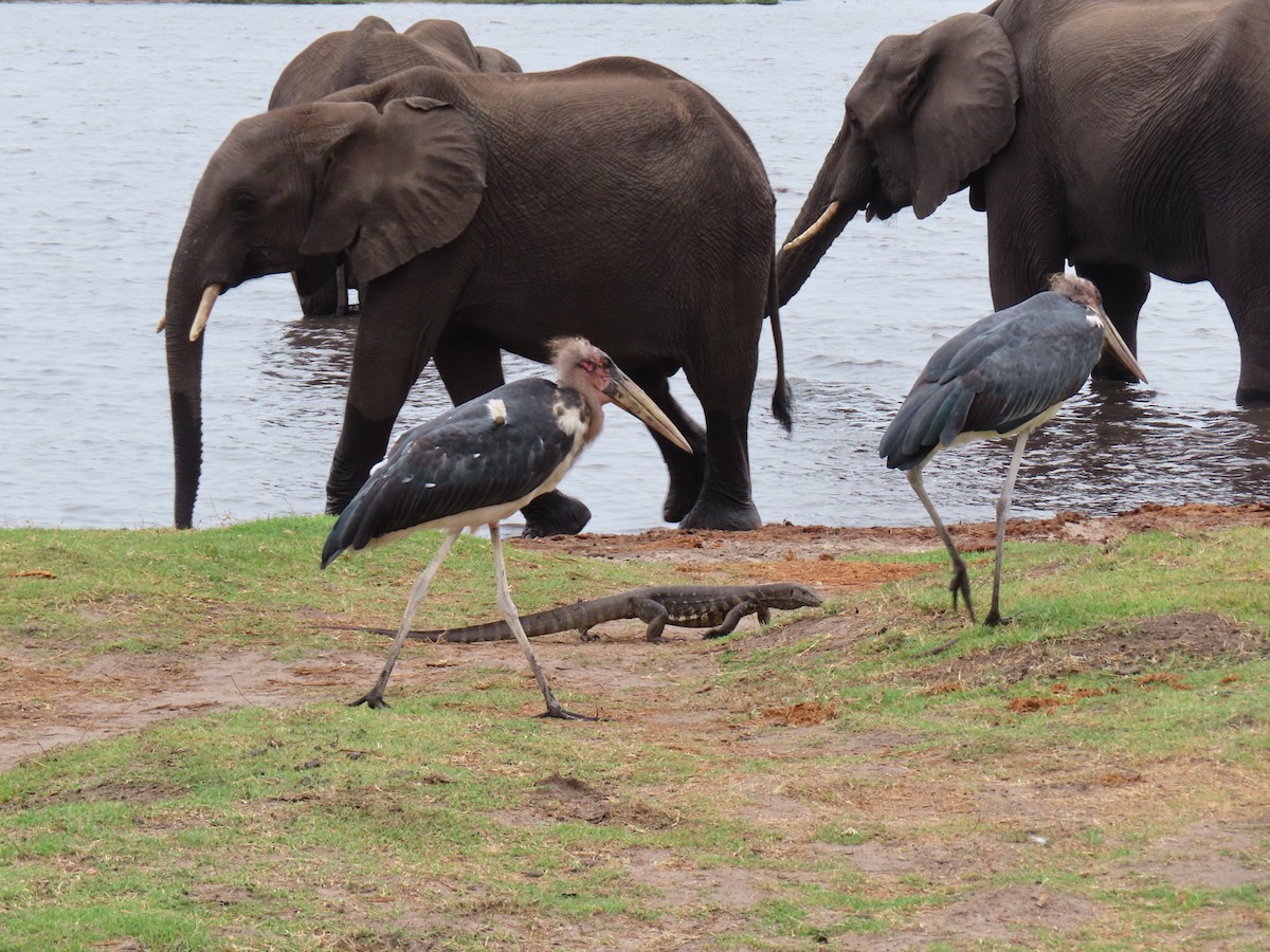 Marabou Stork - ML644657257