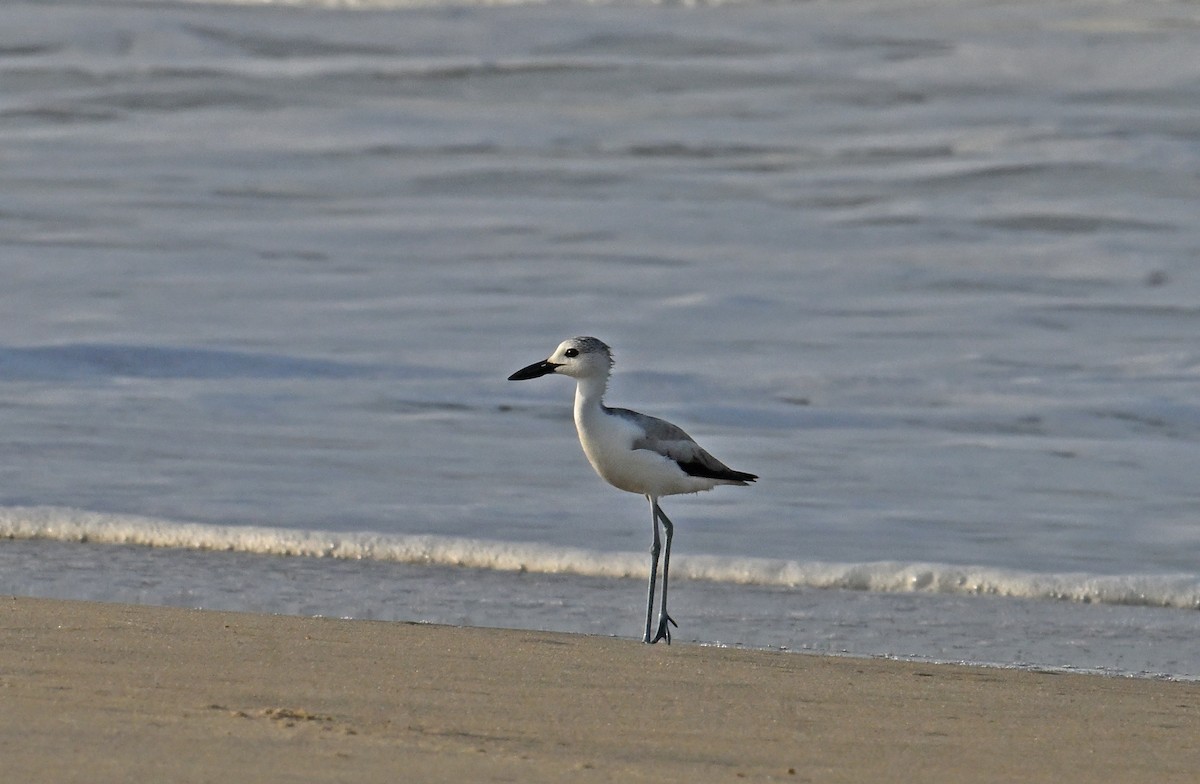 krabbeeter - ML644657260