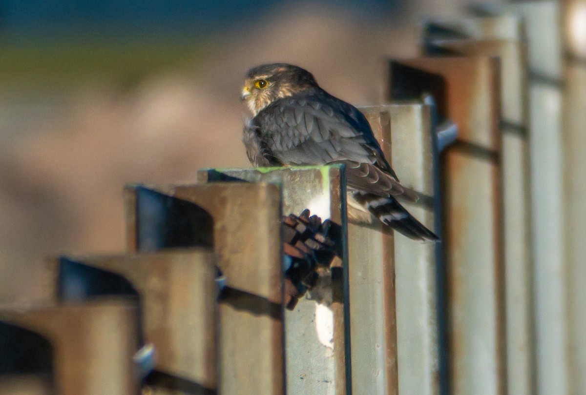 Merlin (Taiga) - ML644657267