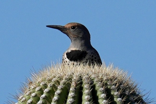 ミナミハシボソキツツキ - ML644657268