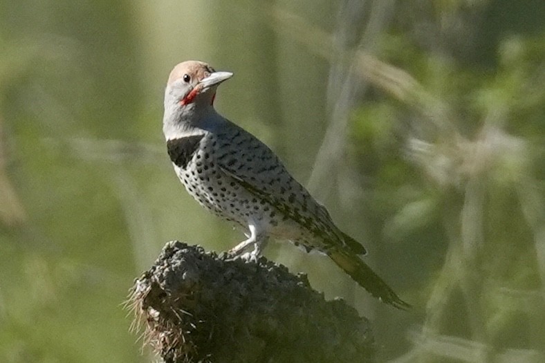 ミナミハシボソキツツキ - ML644657269