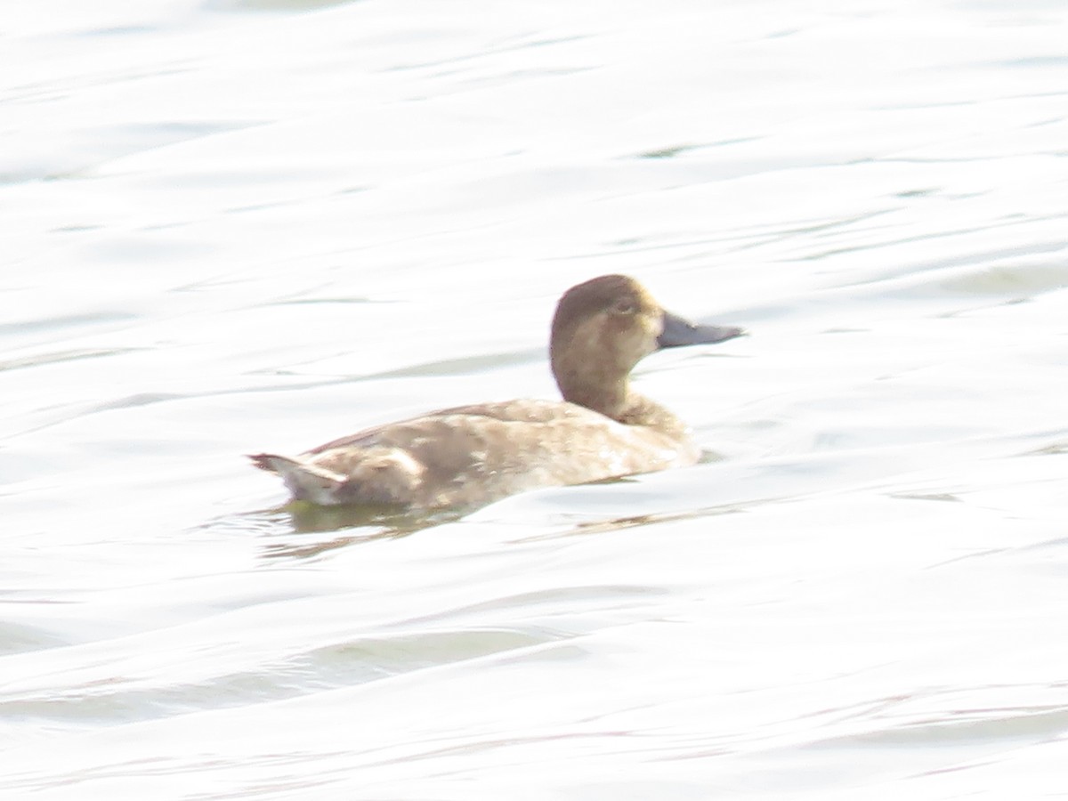 Redhead - ML644657270