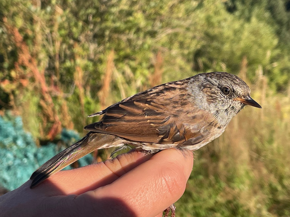Dunnock - ML644657271