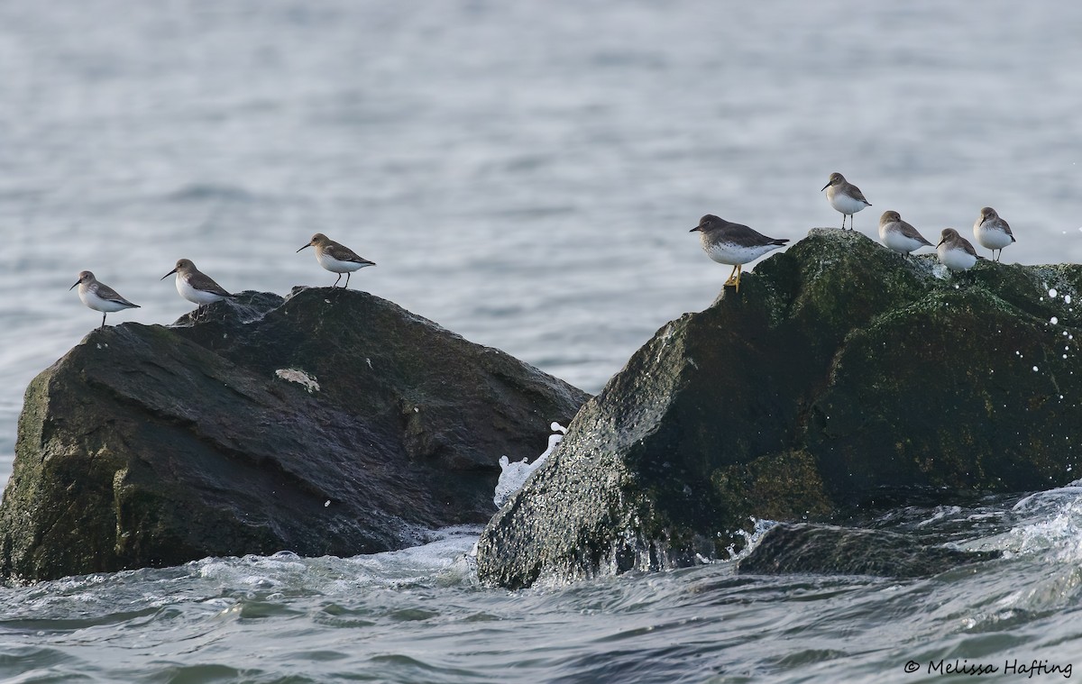 Surfbird - ML644657273