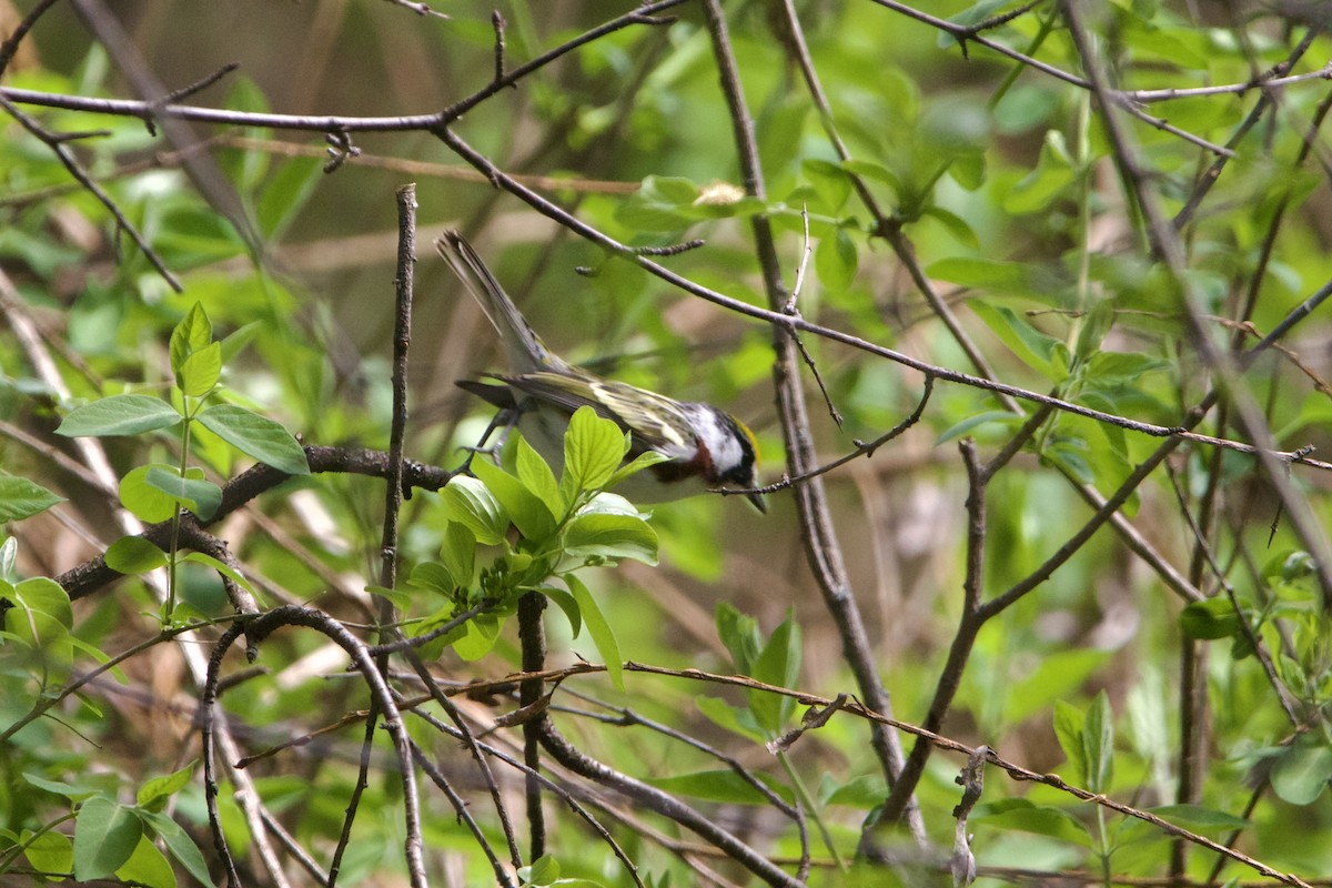 ワキチャアメリカムシクイ - ML644657274