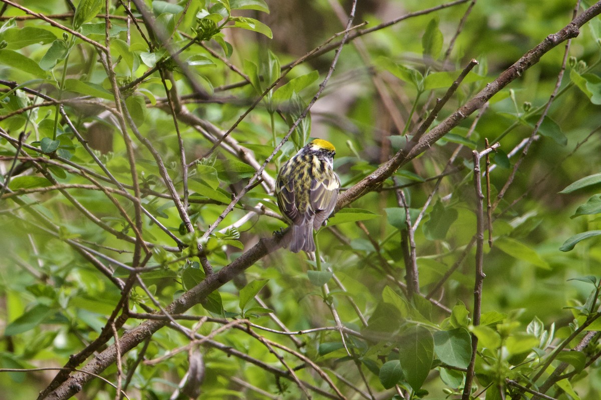 ワキチャアメリカムシクイ - ML644657275