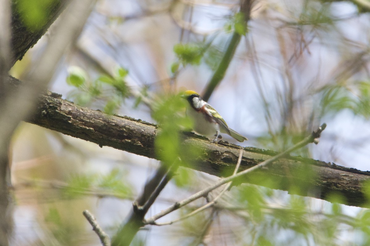 ワキチャアメリカムシクイ - ML644657276