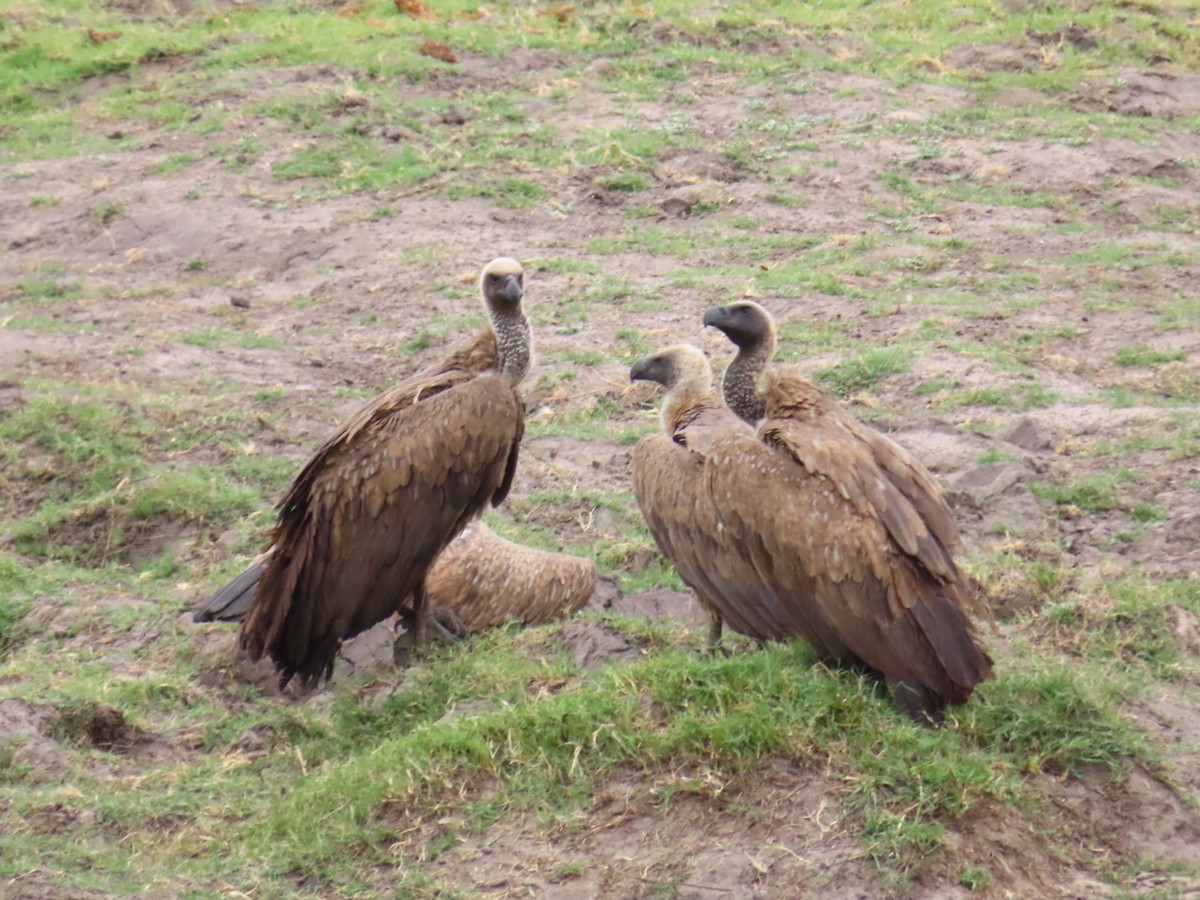 White-backed Vulture - ML644657278