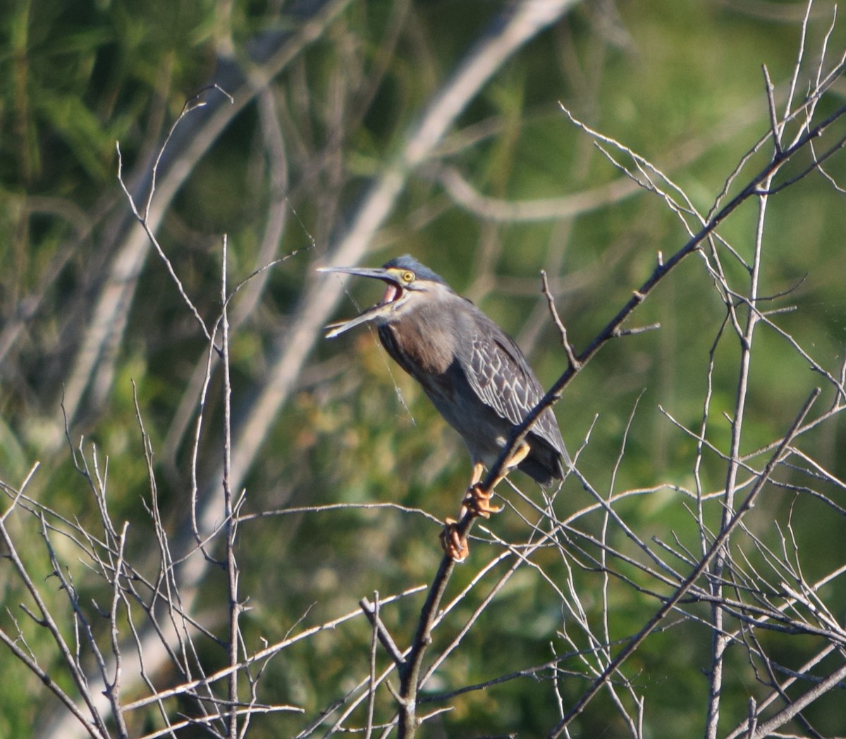 Striated Heron - ML644657280