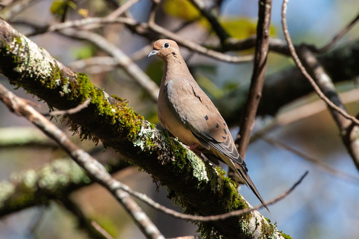 Mourning Dove - ML644657286