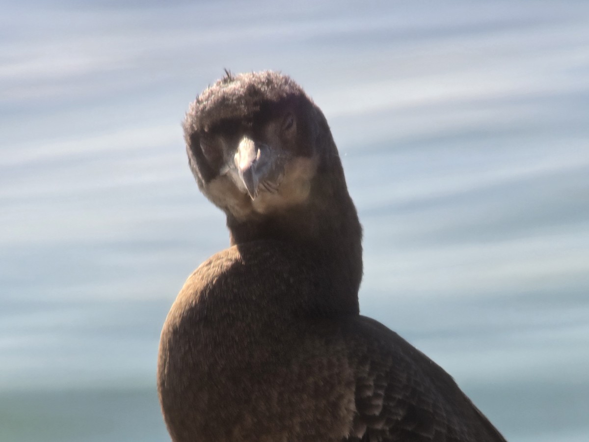 blåhakeskarv - ML644657287