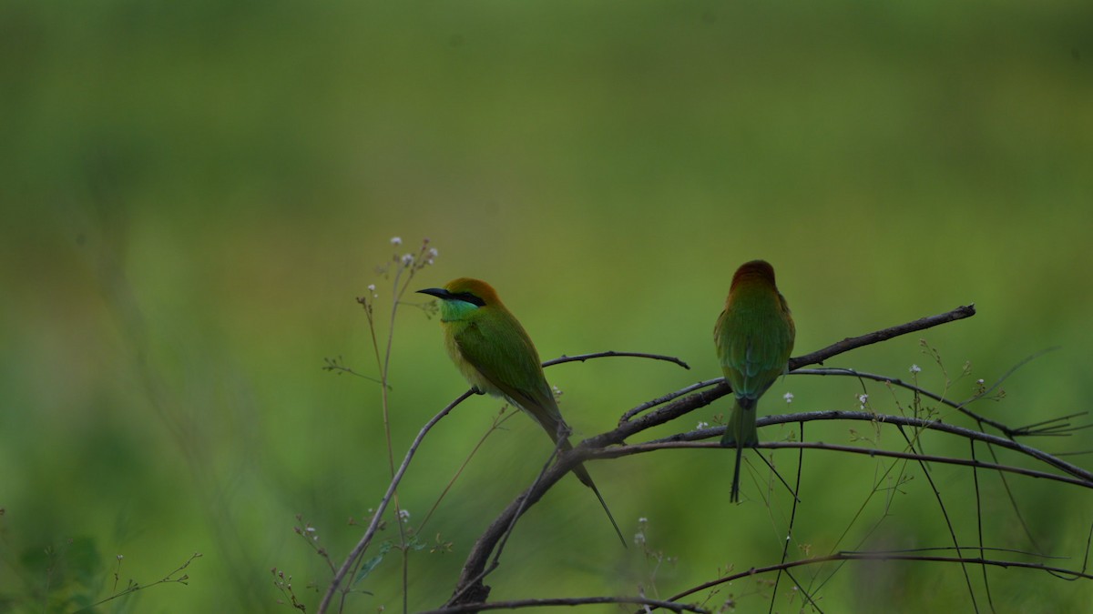 beryllbieter - ML644657288