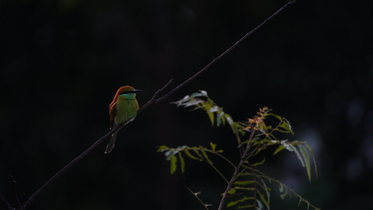 beryllbieter - ML644657289