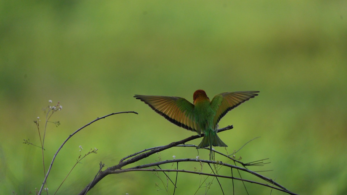 beryllbieter - ML644657290