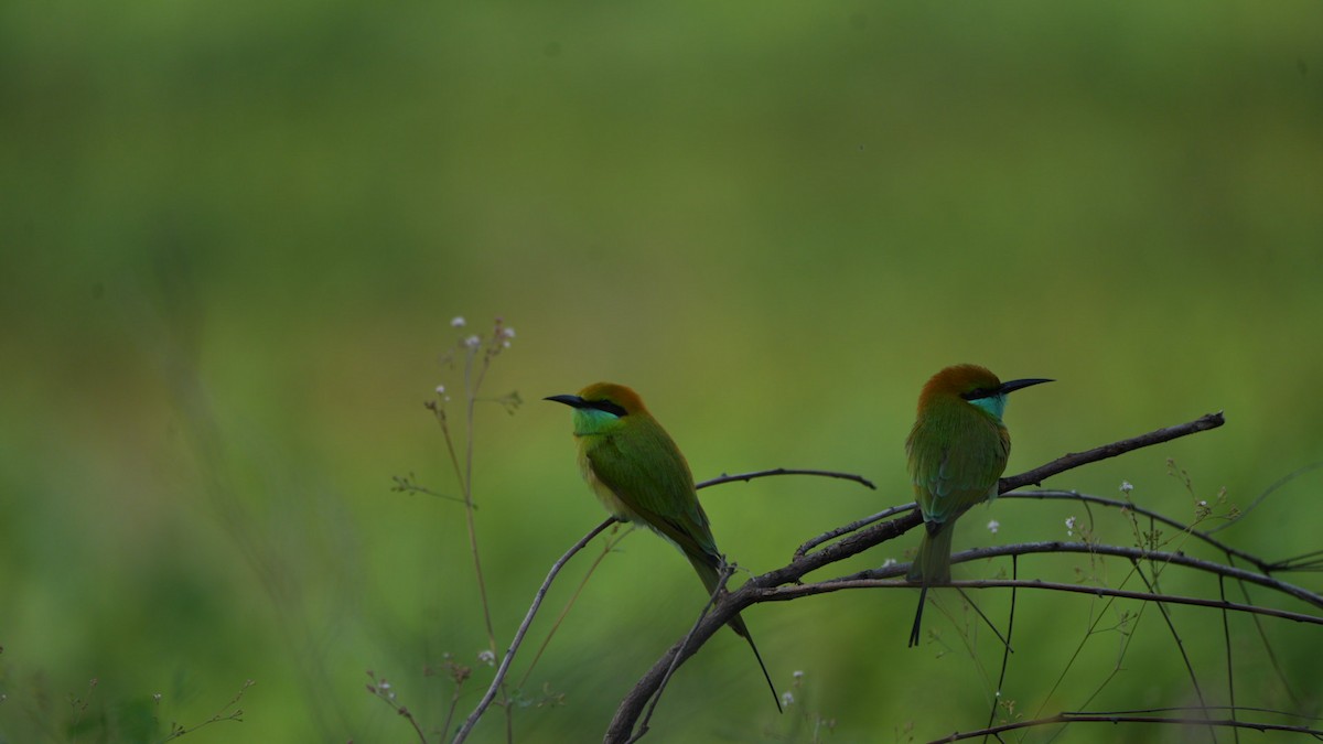 beryllbieter - ML644657291