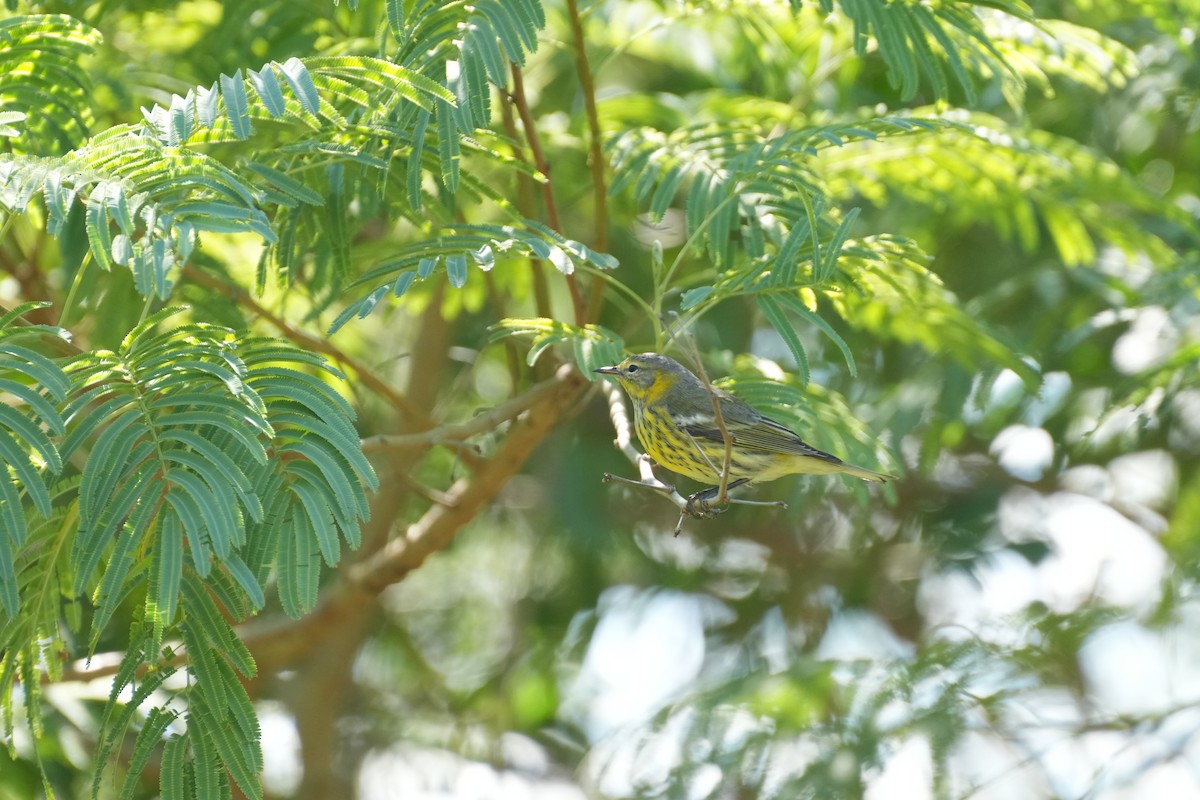 Cape May Warbler - ML644657292