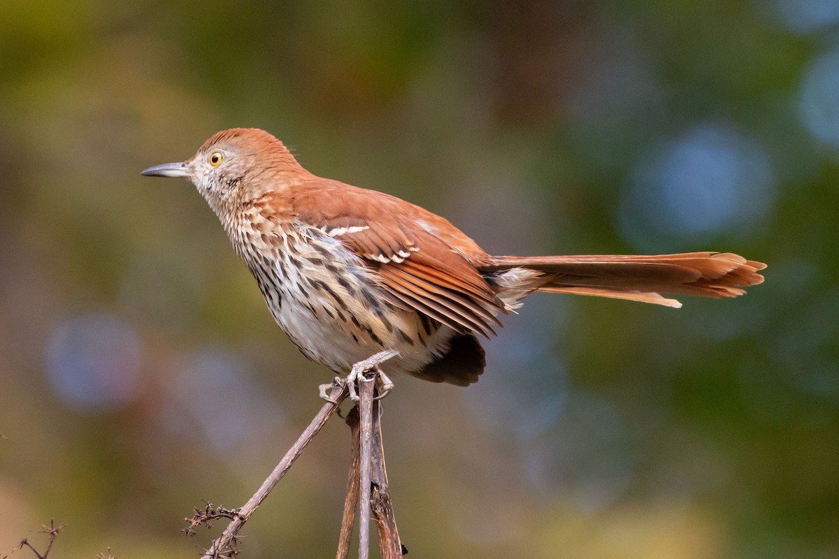 דשוש חום - ML644657297
