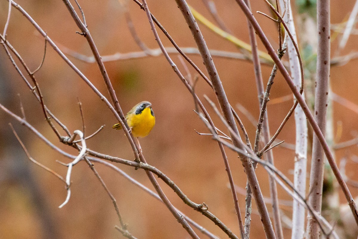 Paruline masquée - ML644657301