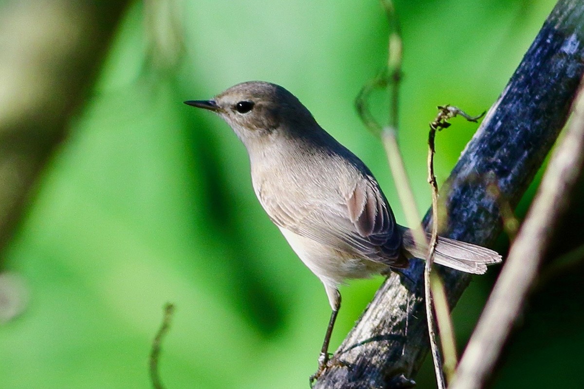 Mosquitero Común - ML644657302