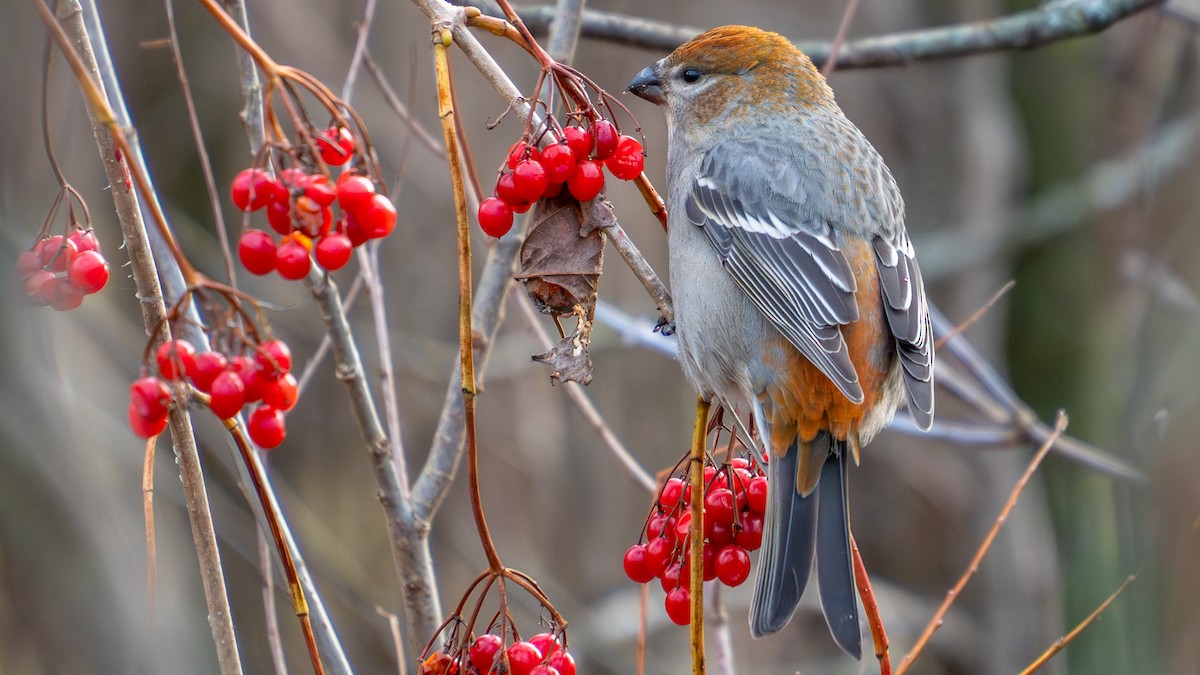 Pine Grosbeak - ML644657303