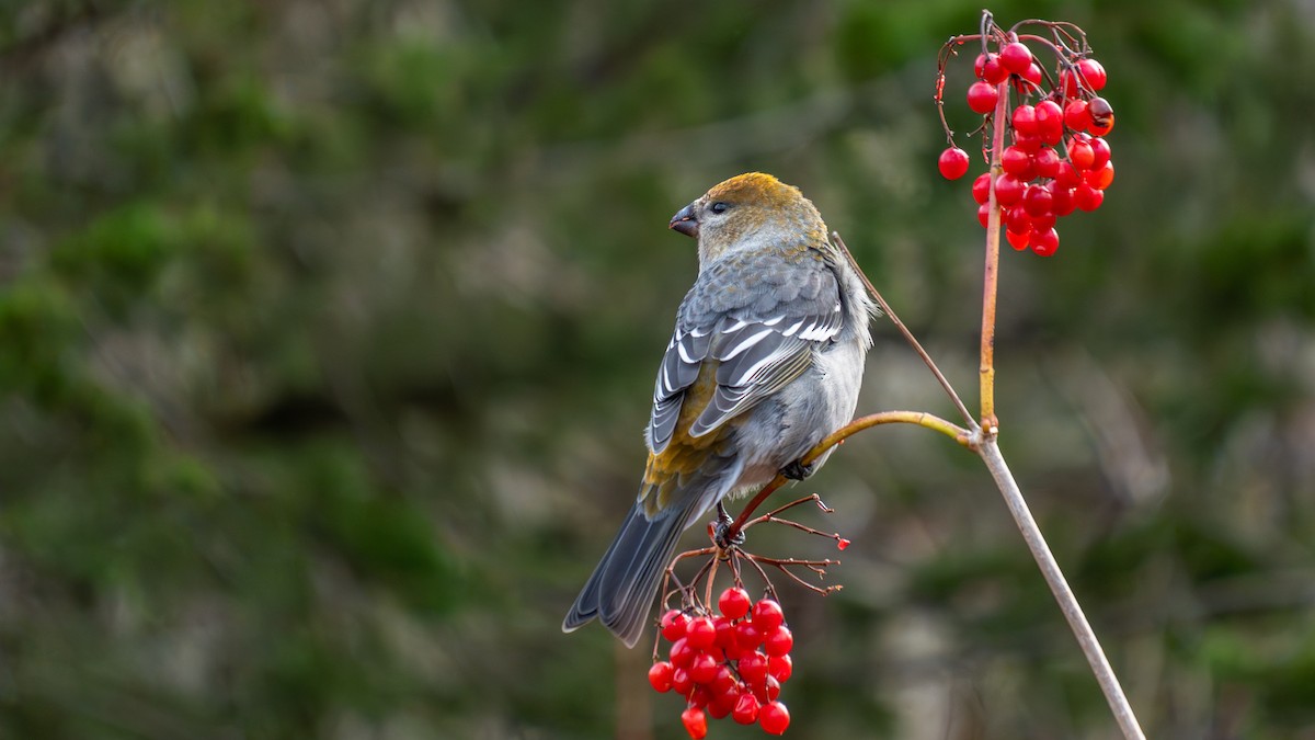 Pine Grosbeak - ML644657304