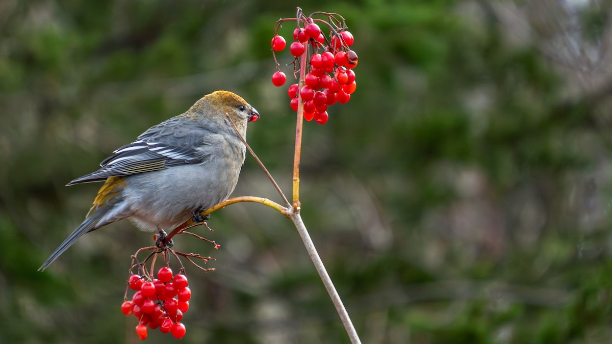 Pine Grosbeak - ML644657305