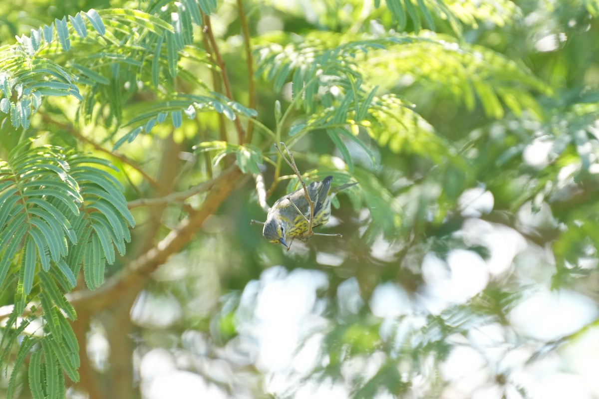 Cape May Warbler - ML644657306