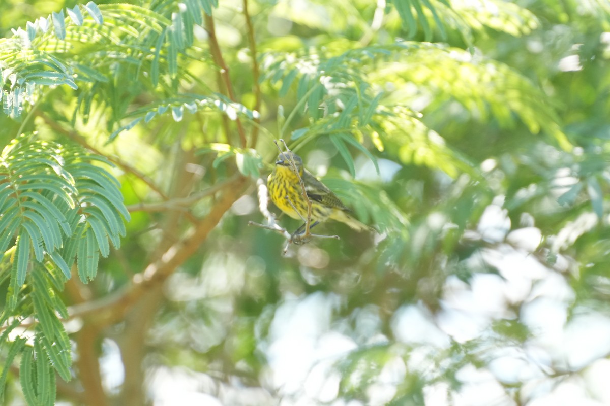Cape May Warbler - ML644657307