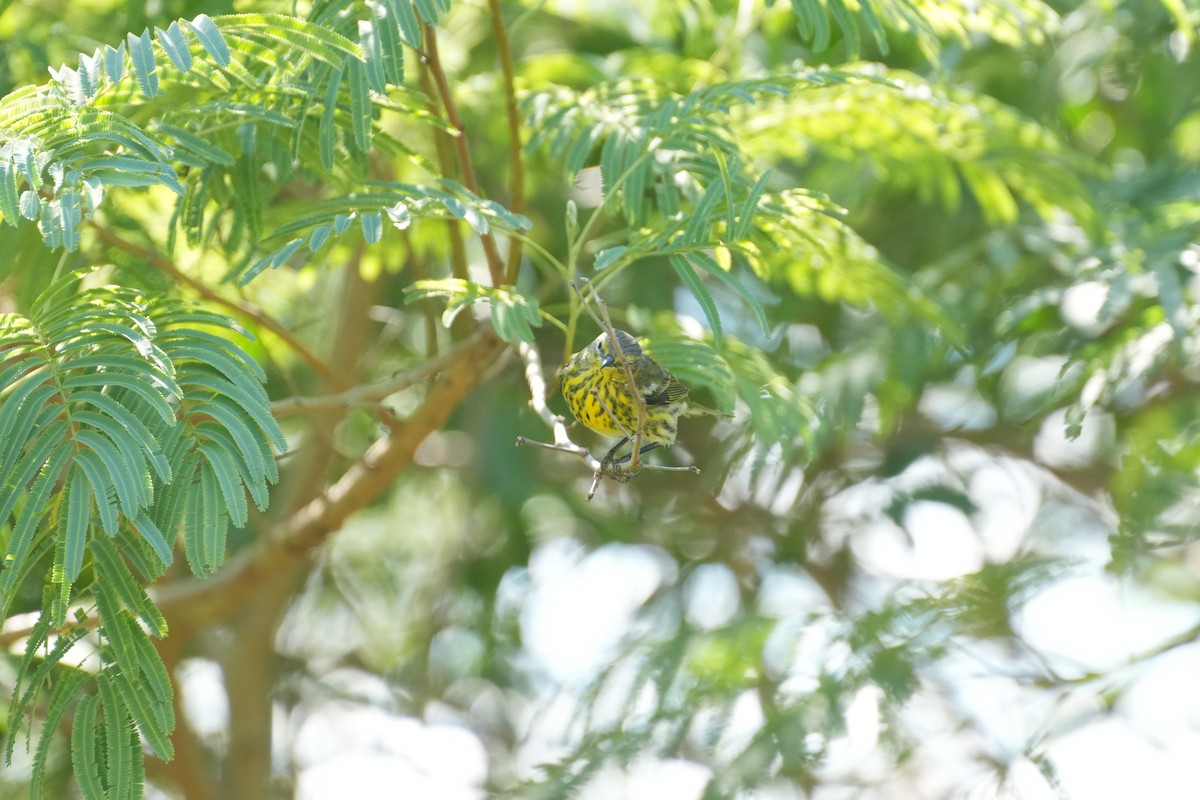 Cape May Warbler - ML644657308