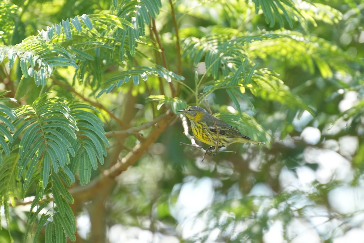 Cape May Warbler - ML644657309