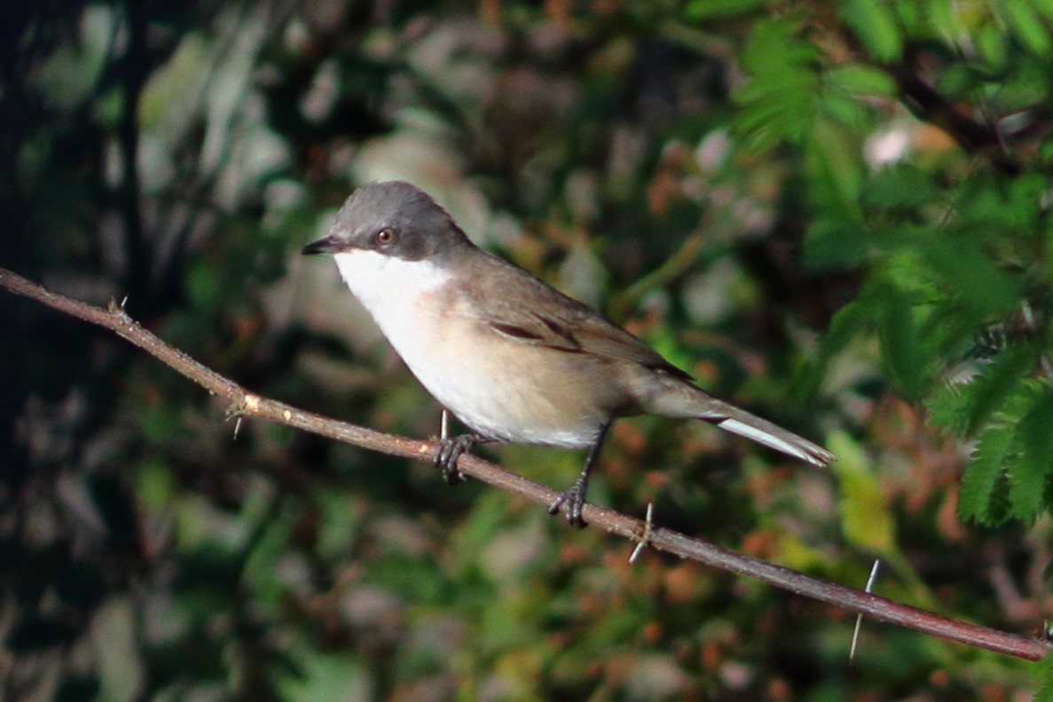 Тарчигнаа зэржгэнэ - ML644657316