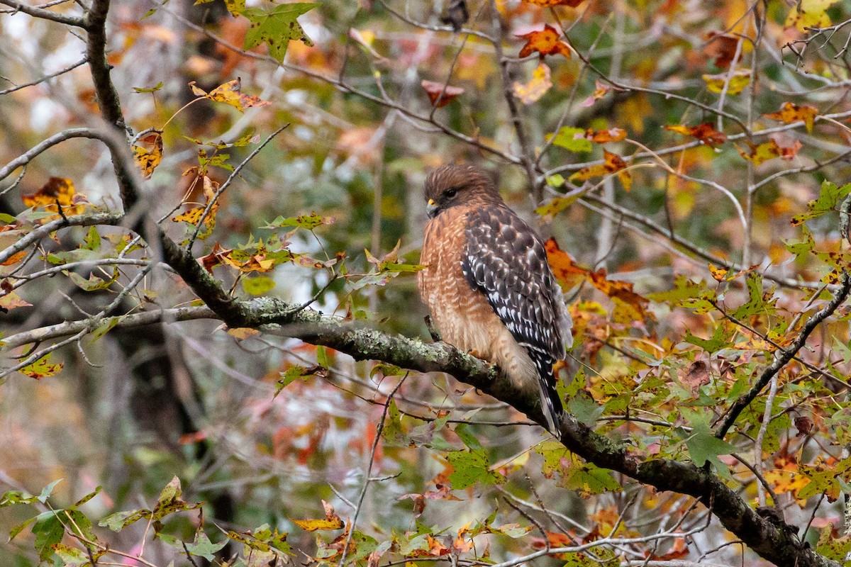 Red-shouldered Hawk - ML644657319