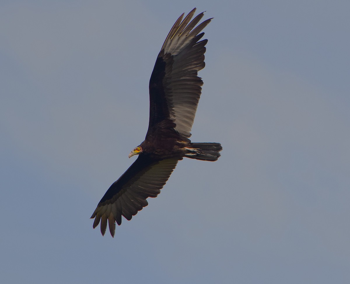 Urubu à tête jaune - ML644657326