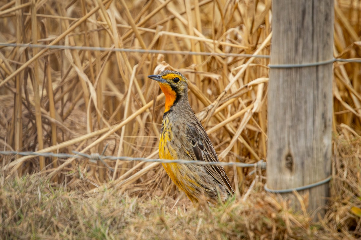 Sentinelle du Cap - ML644657329