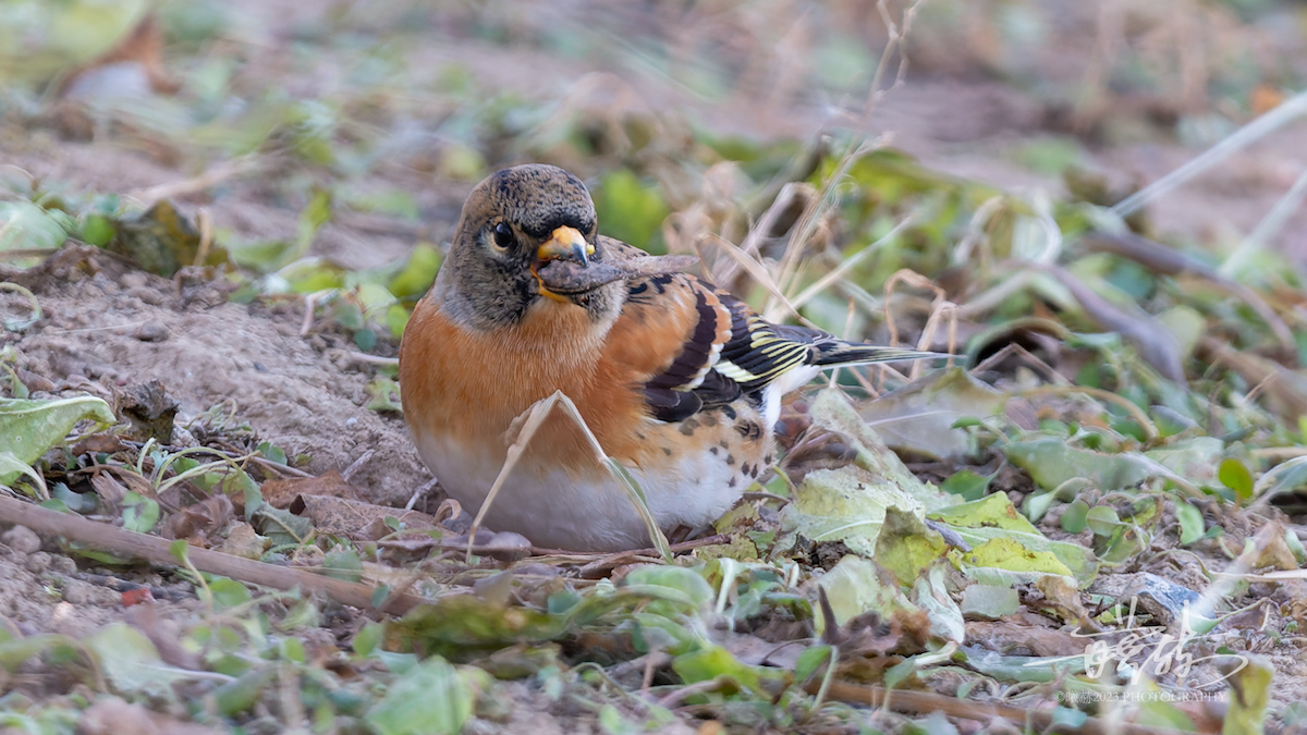 bjørkefink - ML644657330